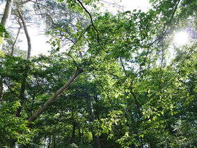 Rodung am Weingarten (Foto: Karl-Franz Thiede)